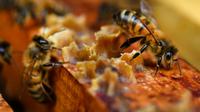 Des abeilles sur des cadres de miel à Ploerdut, dans l'ouest de la France, le 19 juin 2018  [Fred TANNEAU / AFP]