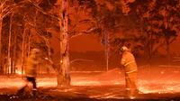 Des pompiers arrosent des troncs d'arbres pour lutter contre le feu dans la ville de Nowra en Nouvelle-Galles du Sud, le 31 décembre 2019 [Saeed KHAN / AFP]