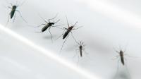 Des moustiques Aedes aegypti dans un laboratoire de Fort-de-France [PATRICE COPPEE / AFP/Archives]