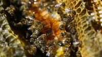 Le parquet de Lyon a ouvert une enquête préliminaire pour "administration de substances nuisibles" après une plainte d'un syndicat d'apiculteurs de l'Aisne contre Bayer [SYLVAIN THOMAS / AFP/Archives]