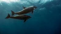 Le dauphin avait quitté les eaux françaises en suivant une goélette (photo d'illustration). 