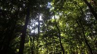 Forêt de Barro Colorado au Panama, le 23 novembre 2015 [RODRIGO ARANGUA / AFP]