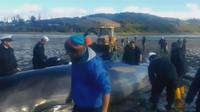 Chili : l'armée sauve une baleine de 9 mètres échouée sur la plage