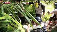 Indonésie : sauvetage d'un orang-outan grièvement blessé par des villageois