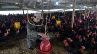 Mercredi soir, le ministère chinois de l'Agriculture a publié un projet de liste des animaux jugés aptes à être utilisés comme bétail en Chine. 