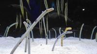 Les 300 anguilles de jardin de l'aquarium «se cachent dans le sable dès que les gardiens passent à côté» d'elles, ce qui pose problème pour surveiller leur état de santé. 