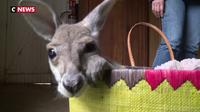 Un bébé kangourou australien recueilli par une famille française