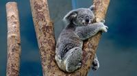 Le koala était déjà menacé de disparition avant les incendies, à cause de la destruction de son habitat. 