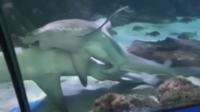 Le Marineland d'Antibes a publié une vidéo pour montrer comment les bébés requins ont été conçus. 