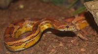Le serpent découvert est une couleuvre des blés, originaire d'Amérique du Sud. 