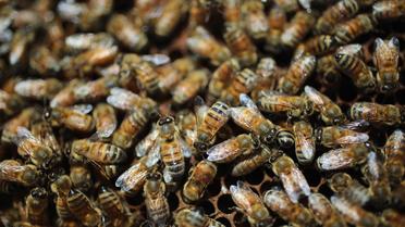 Le centre commercial Beaugrenelle, à Paris, compte 400 000 abeilles.