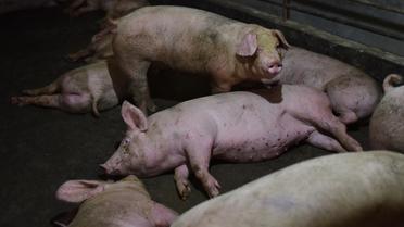Des millions de porcs ont été abattus en Chine depuis l’apparition de la peste porcine africaine sur son sol, en août 2018.
