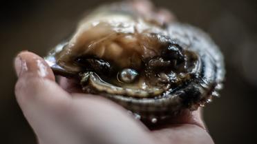 Ce restaurateur a trouvé la perle dans une huître «Reine de Camargue». [Martin BUREAU / AFP]