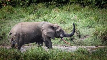 Les éléphants de forêt sont plus en danger que leurs cousins de la savane