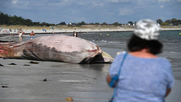 Après un examen interne de l'animal, les équipes du réseau national d'échouage procéderont mercredi à l'équarrissage de la baleine.