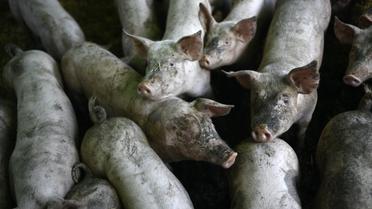 Les 35 porcs de l'élevage allemand ont été abattus. 