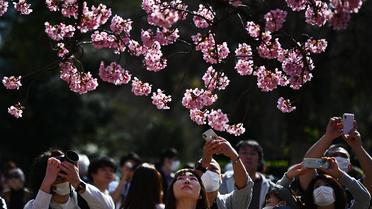 Les fleurs de cerisier ont commencé à éclore au Japon. 