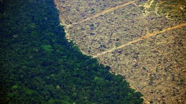 La déforestation a continué de progresser en ce premier semestre de 2020. 