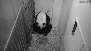 La femelle panda a donné naissance à son quatrième petit. 