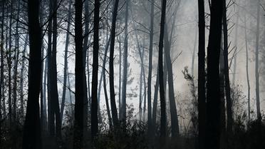 Selon le parquet, des incendies se sont déclarés «quasi quotidiennement en moyenne» dans cette zone de la forêt du Double en Dordogne. 