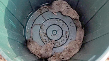 Australie : une ville envahie par des milliers de rats