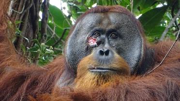 La blessure de l'orang-outan était complètement refermée au bout de quelques jours