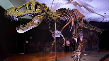 Seule une cinquantaine de T-Rex ont été découverts depuis le premier, en 1902.