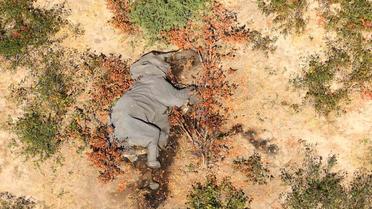 Plus de 300 éléphants ont été retrouvés morts au Botswana depuis le mois de mars. 