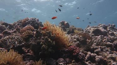 Les derniers épisodes de blanchissement des coraux, sans précédent, en 2016 et 2017, expliquent en grande partie l’état actuel de la Grande Barrière de Corail. 