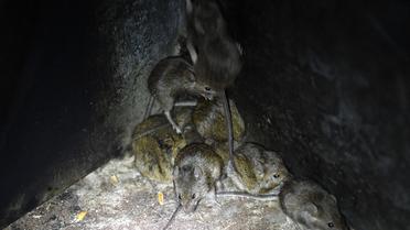 Sur des vidéos cauchemardesques qui ont fait le tour du monde, des milliers de souris grouillent dans les granges, les habitations et se déplacent par hordes à vive allure.