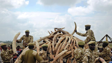 Au Kenya, le gouvernement a saisi 105 tonnes d'ivoire en avril 2016.