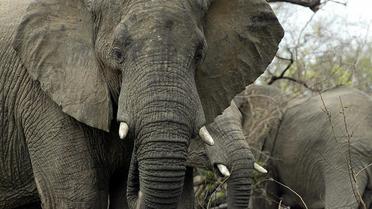 Trois éléphants dans le parc Kruger en Afrique du Sud, le 30 octobre 2002 [Alexander Joe / AFP/Archives]