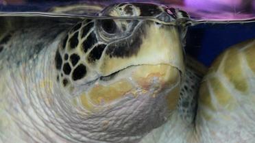 Une tortue de 320 kg et 2 mètres de long, portant un badge de Trinidad-et-Tobago dans les Caraïbes, a été retrouvée lundi matin en France par des vacanciers sur une plage de la mer Méditerranée