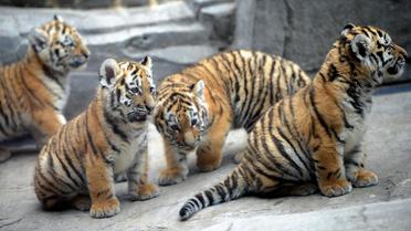 Des bébés tigres dans un zoo [Jonas Güttler / DPA/AFP/Archives]