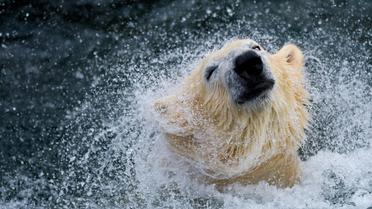 Un ours blanc joue dans un zoo de Hanovre, en Allemagne, en décembre 2012 [Peter Steffen / DPA/AFP/Archives]