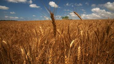 Un champ de blé [Menahem Kahana / AFP/Archives]
