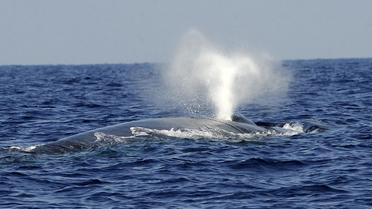 Dos d'une baleine [Ishara S. Kodikara / AFP/Archives]