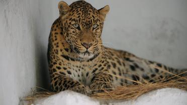 Un léopard dans un zoo en Inde [Sam Panthaky / AFP/Archives]