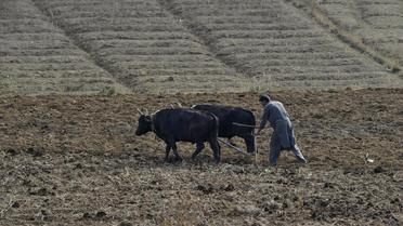 Un fermier dans son champ en Inde, le 20 juillet 2012 [Tauseef Mustafa / AFP/Archives]