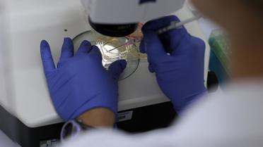 Un scientifique travaille sur des cellules-souches à l'Université du Connecticut de Farmington (Etats-Unis), en août 2010 [Spencer Platt / Getty Images/AFP/Archives]