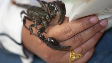 Un scorpion sur la main d'un homme [Jimin Lai / AFP/Archives]