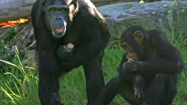 Des chimpanzés en Australie [Anoek de Groot / AFP/Archives]