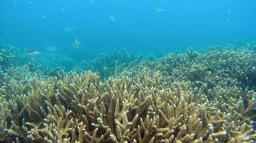 Une image non datée transmise par l'Administration du Parc de la grande barrière de corail montrant une section de coraux [AFP / Great Barrier Reef Marine Park/AFP/archives]