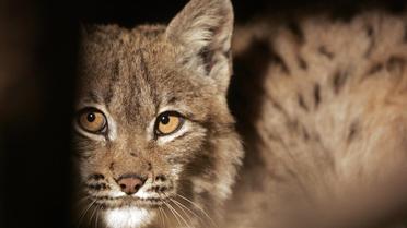 Un jeune lynx [Joe Klamar / AFP/Archives]