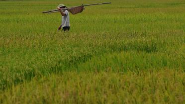 Une rizière au VIetnam le 7 septembre 2012 [Hoang Dinh Nam / AFP/Archives]