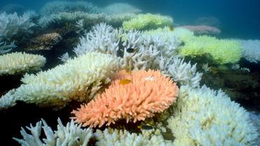 Photo difusée par l'Institut océanographique d'Australie de la grande barrière de corail en Australie [Ray Berkelmans / AFP]