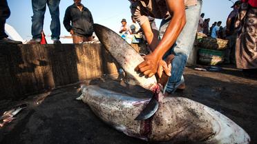 Un pêcheur indonésien coupe le 7 mars 2013 les ailerons à un requin sur le marché de Banda Aceh, au nord de l'île de Sumatra [Chaideer Mahyuddin / AFP]