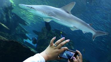 Une personne prend en photo un requin dans un aquarium en Californie, le 26 avril 2012 [Joe Klamar / AFP/Archives]