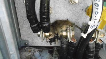 Photo publiée le 22 avril 2013 montrant deux rats morts retrouvés dans un transformateur de la centrale nucléaire de Fukushima [Tepco / Tepco/AFP]