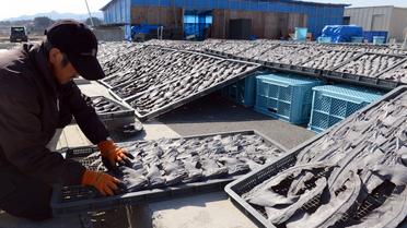 Un homme retourne des ailerons de requins séchés dans une usine au Japon, le 12 mars 2013 [Toshifumi Kitamura / AFP/Archives]